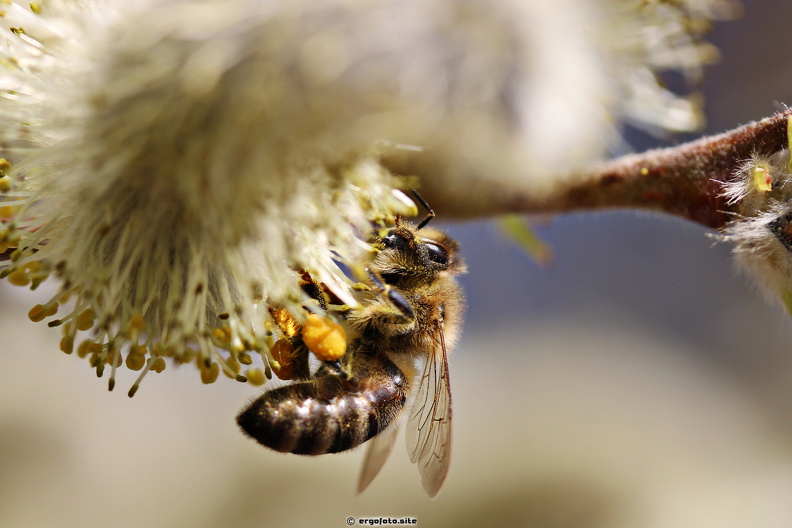 Biene Pollen.jpg