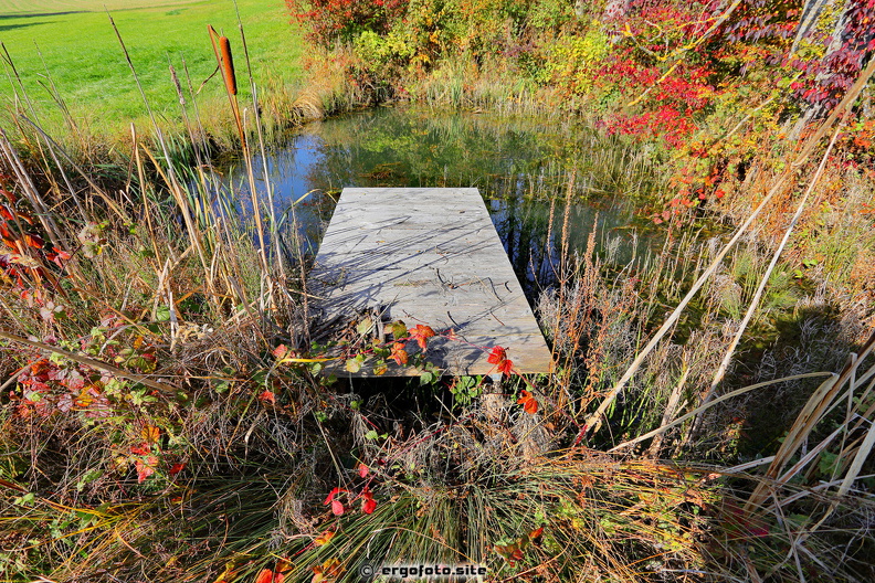 Herbstfarben am Teich.jpg