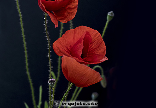 Blickfang in Rot