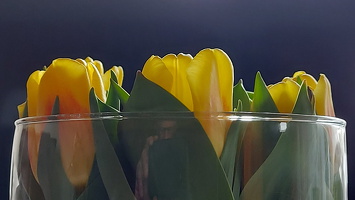 Tulpen im Glas 1