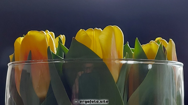 Tulpen im Glas 1.jpg