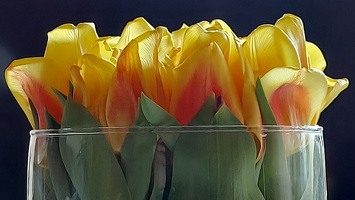 Tulpen im Glas  2