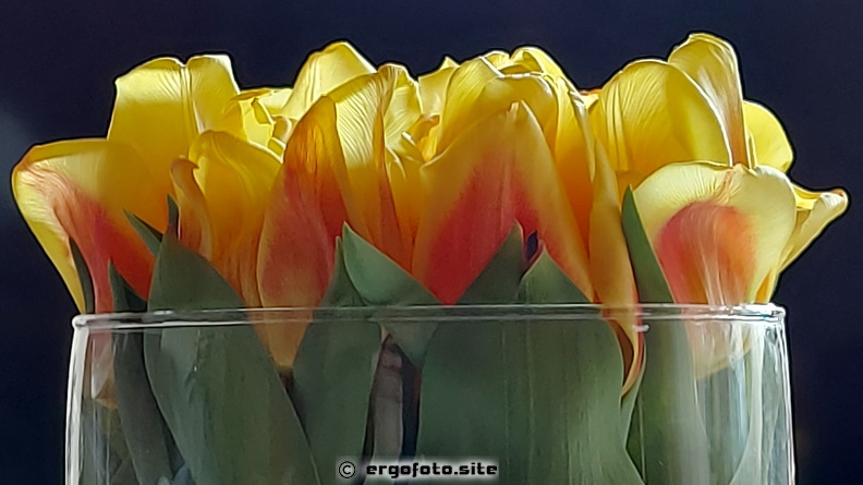 Tulpen im Glas  2.jpg