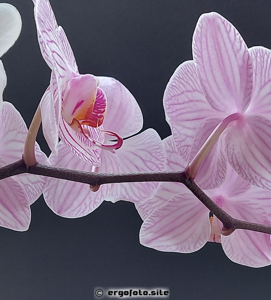 Orchide.jpg