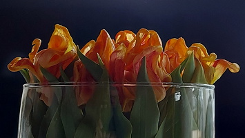 Tulpen im Glas 4