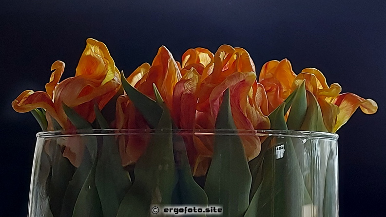 Tulpen im Glas 4.jpg