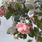 Sommergruß im Winter