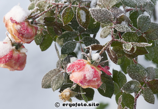 Sommergruß im Winter