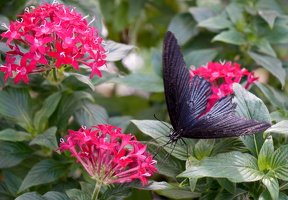 Papilio Protenor