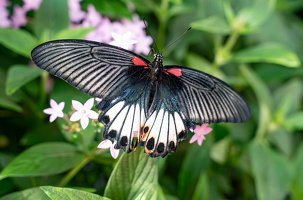 Papilio Memnon Linnaeus