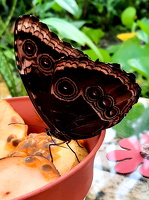 Schmetterlinge im Botanischen Garten 