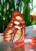 Schmetterlinge im Botanischen Garten 