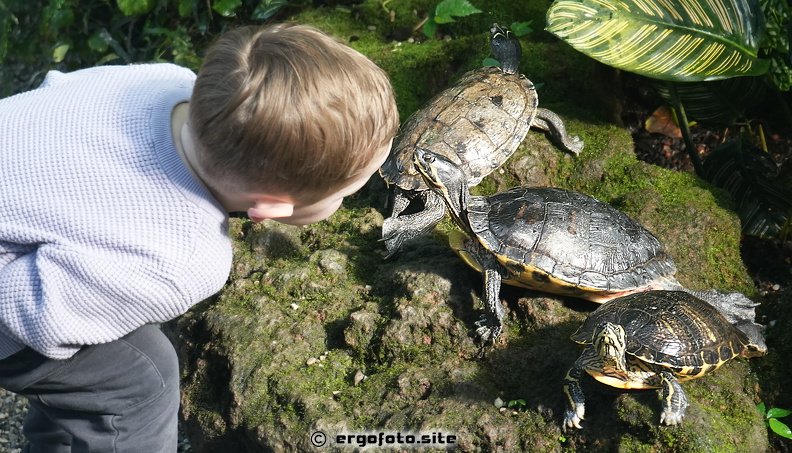 Schildkröten1.jpg