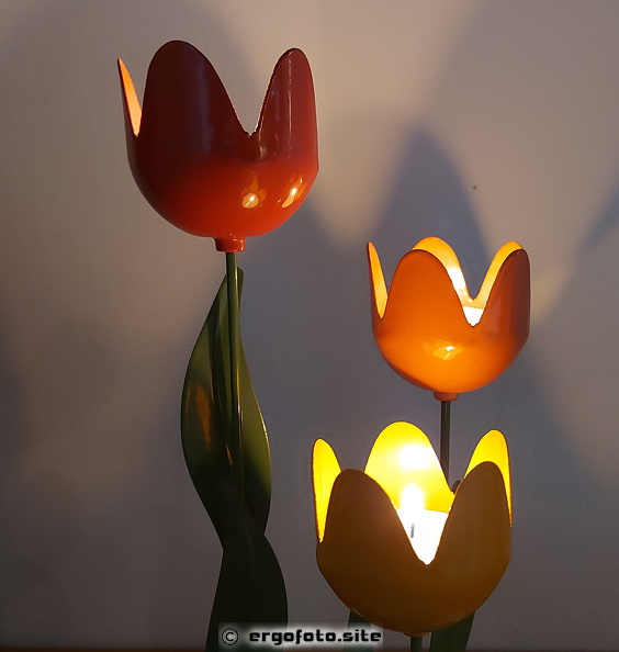 20240316 leuchtende Tulpen.jpg
