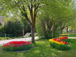 Tulpenpracht in der Lindenstraße
