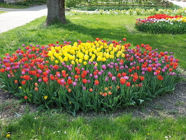 Tulpenpracht in der Lindenstraße