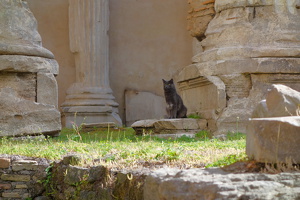Il gatto di Roma