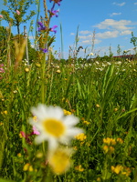 Blumenwiese am Feldbach