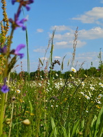 Blumenwiese am Feldbach