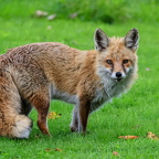 Fuchs im Garten