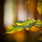 Blatt im Sonnenlicht