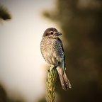 Kleiner Vogel singt im Wald 