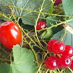 Johannisbeeren