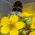 Insektensammlung