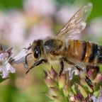 Insektensammlung