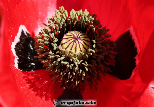 Bluetenstempel_oriental. Mohnblume