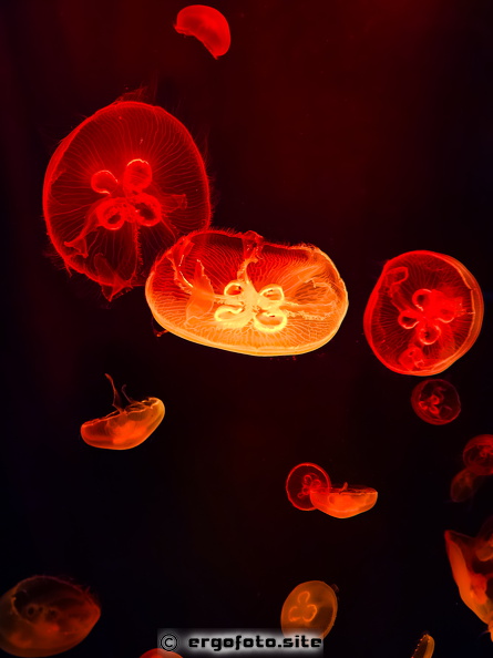 PSX_20240808_234750.jpg
