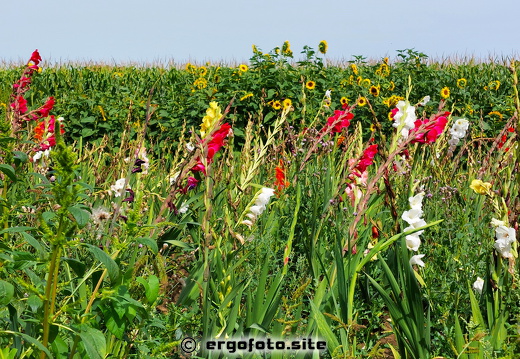 Blumenacker