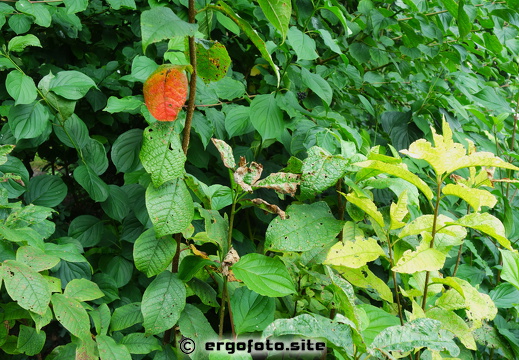 Es herbstlt