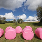 Siloballen in pink, Symbol und Hilfe für Frauenkrebsforschung