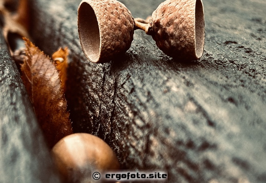 Haselnuss