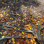 Blätter verschönern den Waldboden