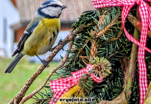 Blaumeise im Weihnachtsstimmung 
