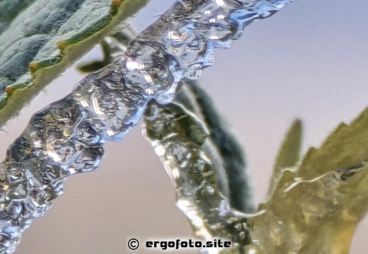 Blatt und Eis