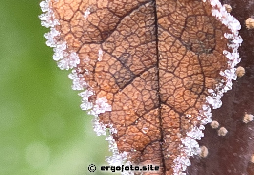 Blatt mit Passepartout.