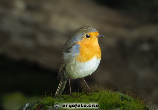 Rotkehlchen 