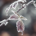 Frostige Blätter 