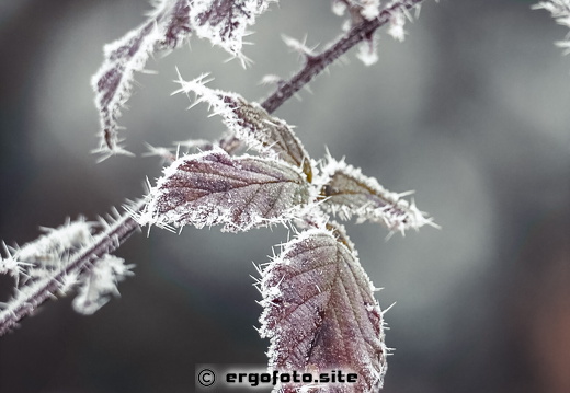 Frostige Blätter 