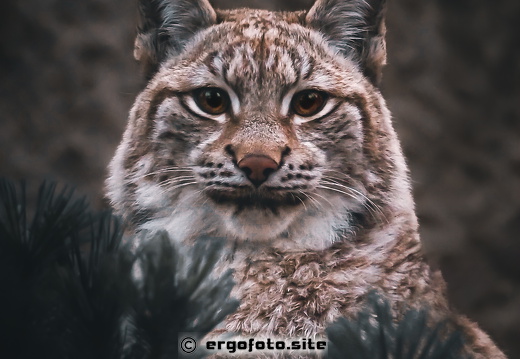 Luchs