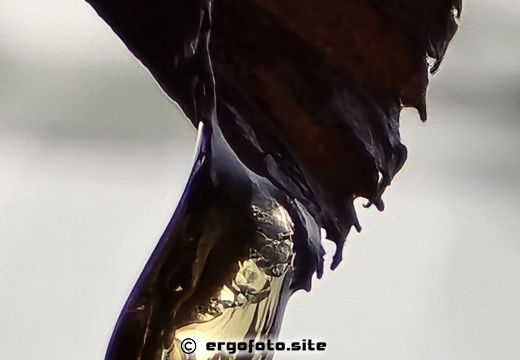Blatt mit Wassertropfen