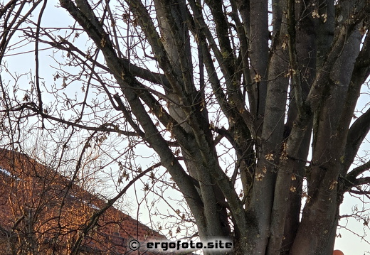 Baum in Ergolding