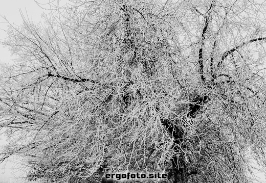 Alter Apfelbaum im tristen Grau des Winters