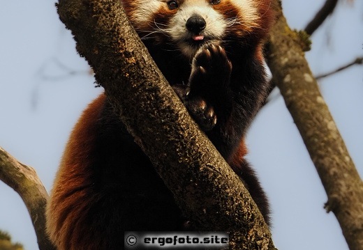 Roter Panda 