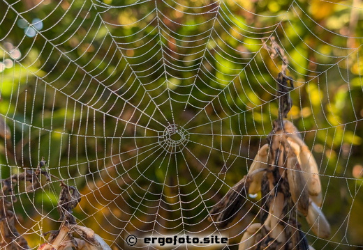 Spinnennetz durch Tau in Szene gesetzt Wasser filigran