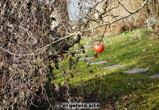 Februar Apfel