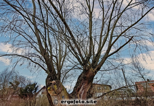 Alte Weide 1.1